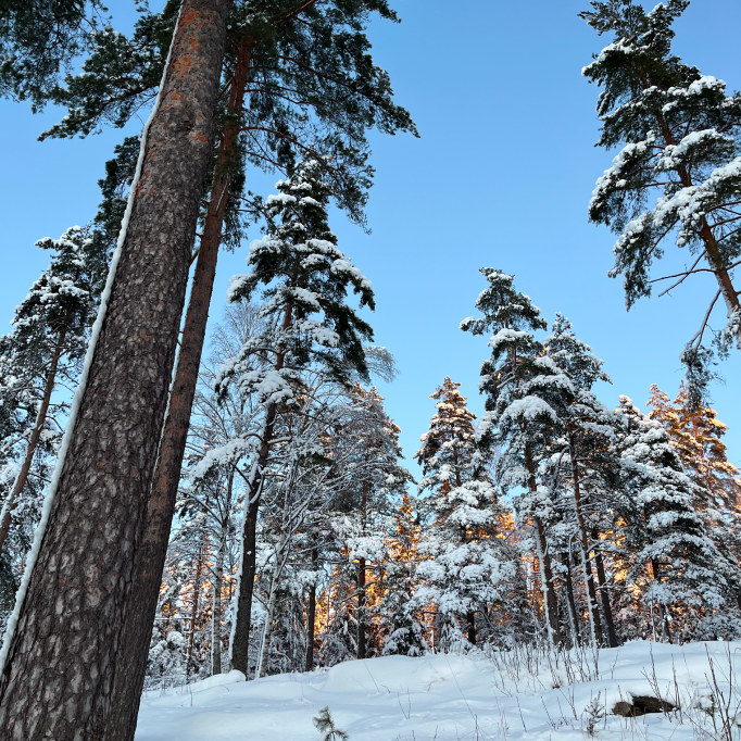 Paysages enneigés d’Oslo