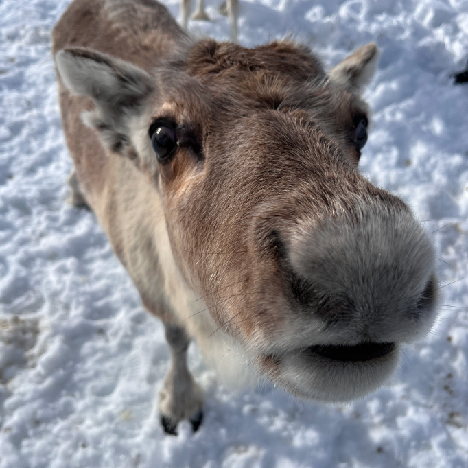 Ambiance hivernale à Oslo
